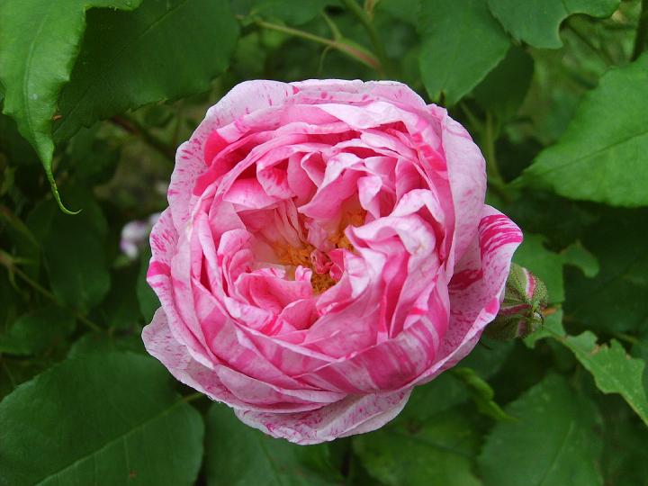 Variegata de Bolonga 3.JPG - VARIEGATA DI BOLOGNA (Bourbonros. Bonfiglioli & son, Italien 1909)

Bourbonrosen är en enastående ros som har en utsökt skönhet, lång livslängd och är rikligt blommande med stark doft, oftast med inslag av äppel och klöver. Den har vackra, stora, fyllda och skålformade blommor. Den blommar rikligt nästan hela säsongen med purpurröda och vita strimmor och slår ut i klasar. Har ett matt grönt bladverk. Kräver goda odlingsbetingelser. Bourbonrosen har fått sitt namn efter Île de Bourbon (numera Réunion) i Indiska Oceanen där rosen har uppstått efter en korsning mellan höstdamascenerrosor och kinarosor Storlek: 1.5x1.2m. Zon III.